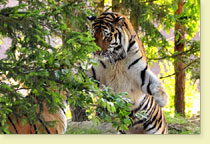 Tiger im Zoo Eberswalde